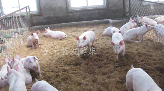 发酵床制作第五步：放入动物