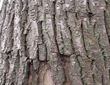 树皮发酵成有机肥的方法