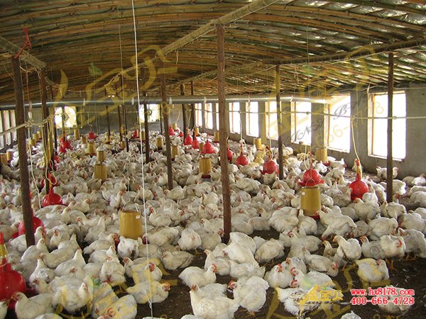 发酵床养鸡