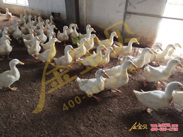 发酵床养鸭