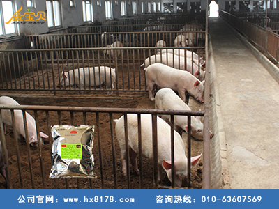 发酵床养猪