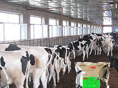 发酵床养牛在四川达州已经得到养