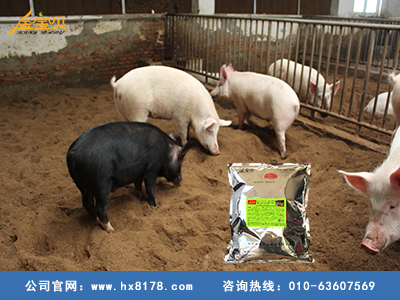 干撒式发酵床养猪