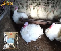 用发酵床轻松养殖火鸡，你也可以