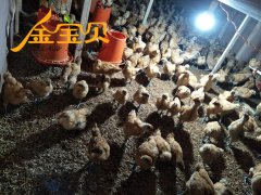 河南安阳使用金宝贝干撒式发酵床养鸡有哪些好处