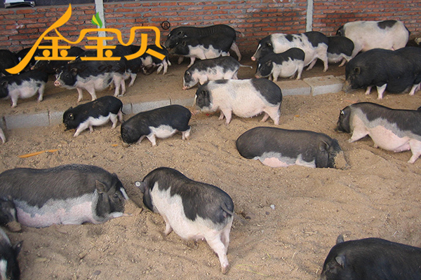 藏香猪养殖