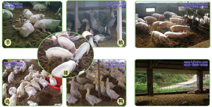 发酵床技术原理