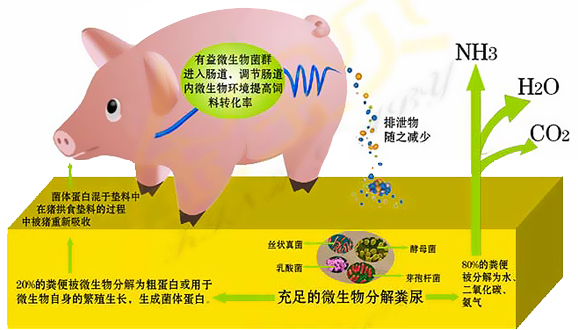 发酵床粪便处理技术原理