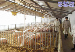总后金宝贝干撒式酵床养猪圈舍