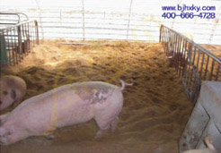 空军基地应用金宝贝干撒式发酵床养香猪