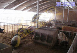 空军基地应用金宝贝干撒式发酵床养香猪