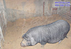 天津益利来养殖有限公司