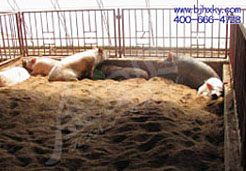 中央警卫局应用金宝贝干撒式发酵床