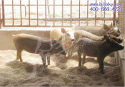 中央警卫局应用金宝贝干撒式发酵床