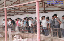 吉林通榆县金宝贝干撒式发酵床