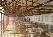 吉林通榆县金宝贝干撒式发酵床